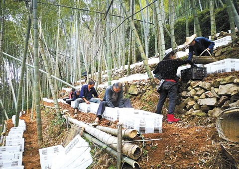 深挖丛林“钱库”，浙江林下生“金”