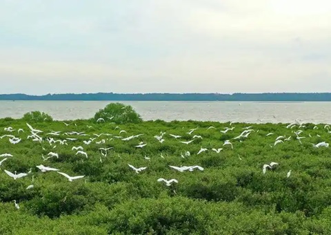 点赞！广东创新“蓝碳”开发买卖蹊径，多个案例开创先河！